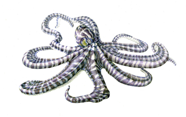 Thaumoctopus mimicus