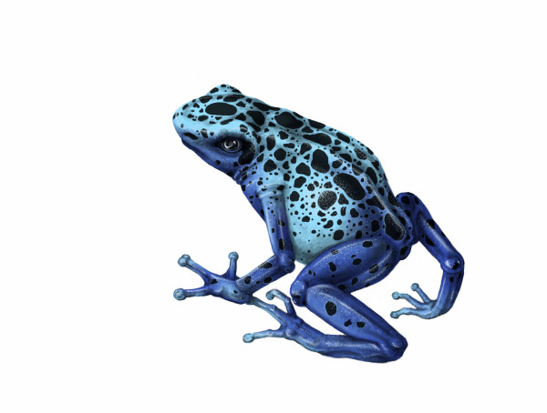 Poison Dart Frog