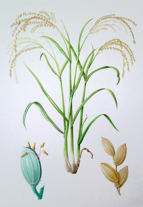 Oryza glaberrima