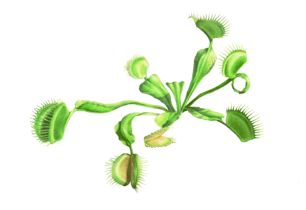 Dionaea muscipula