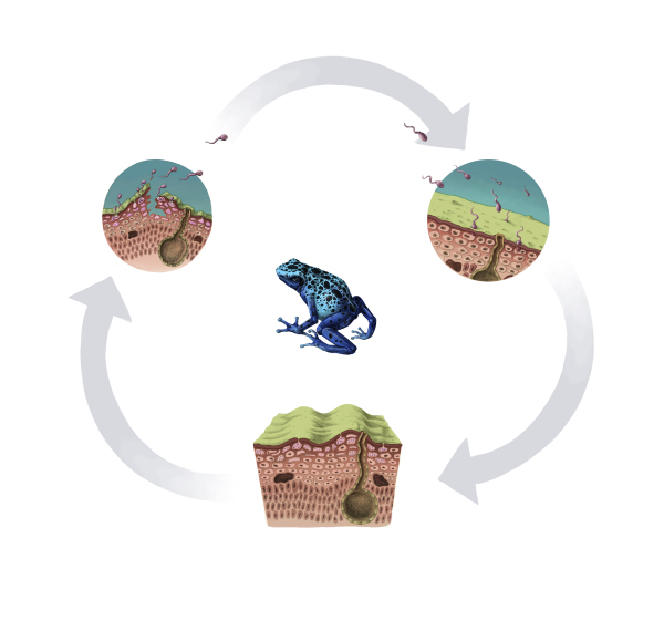 Chitrid Fungus Life Cycle 