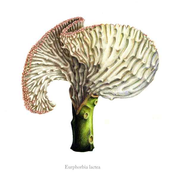 Eurphorbia lactea