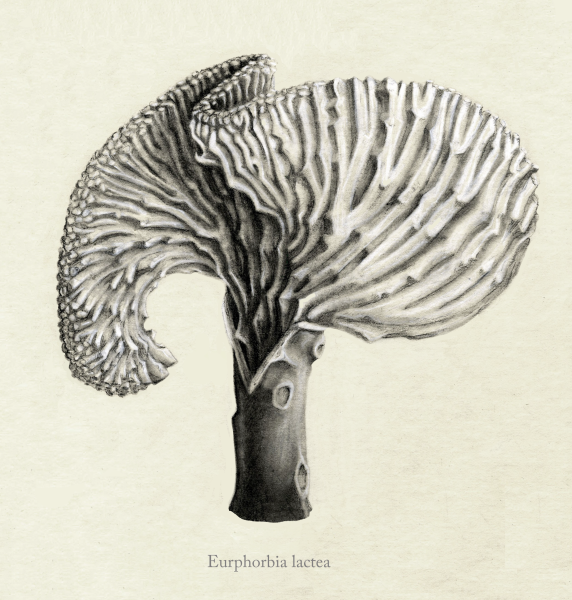 Eurphorbia lactea