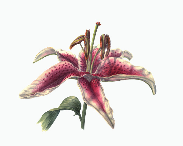 Star Gazer Lilly